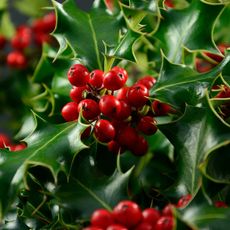 Holly berries and leaves