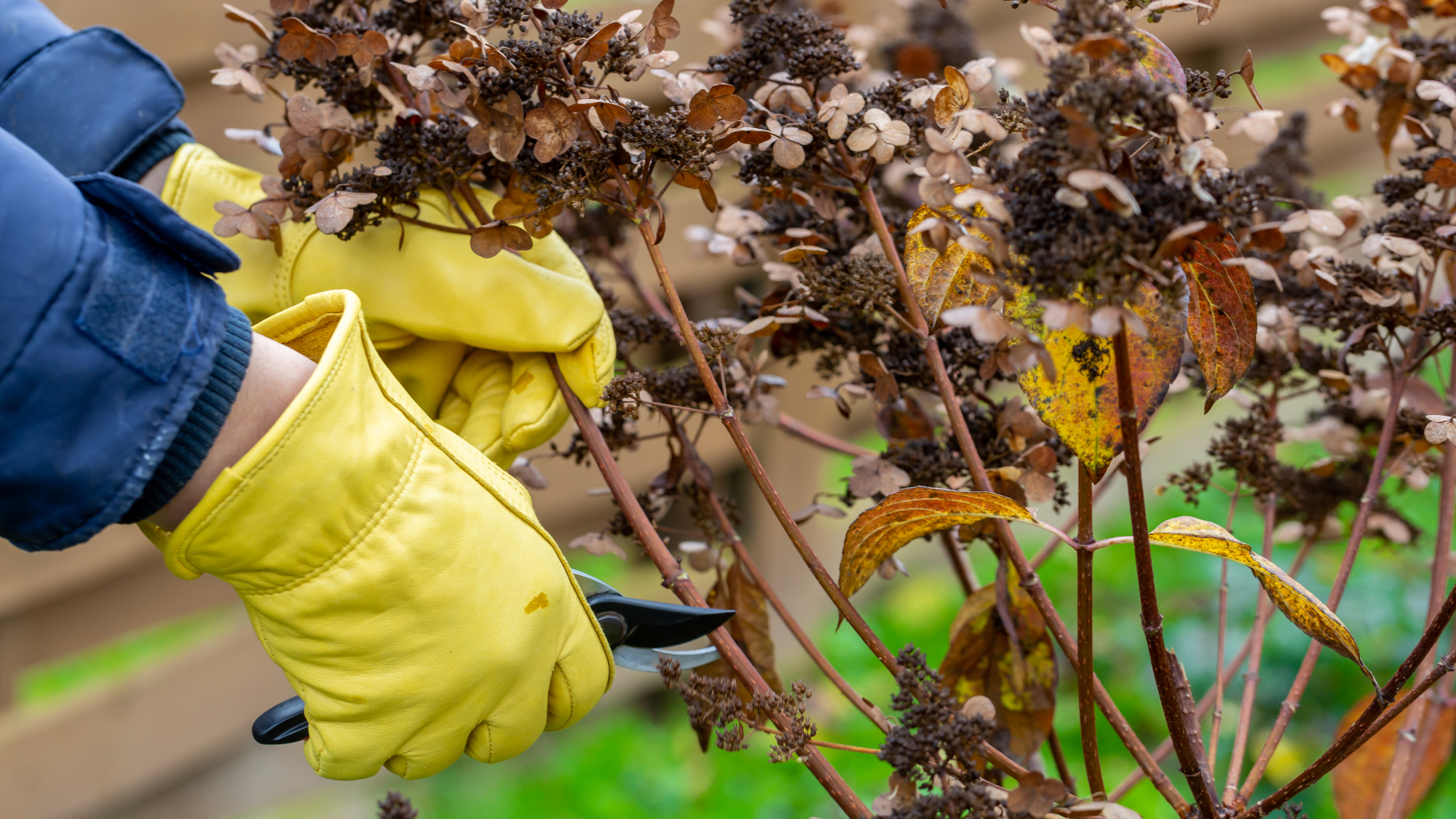 pruning hydrangea in yellow gloves a hard prune in spring