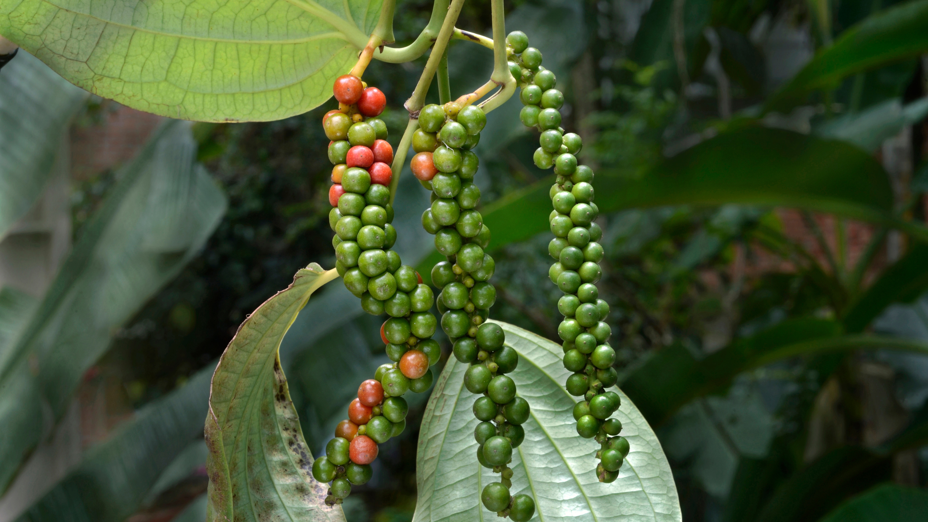 black pepper plant