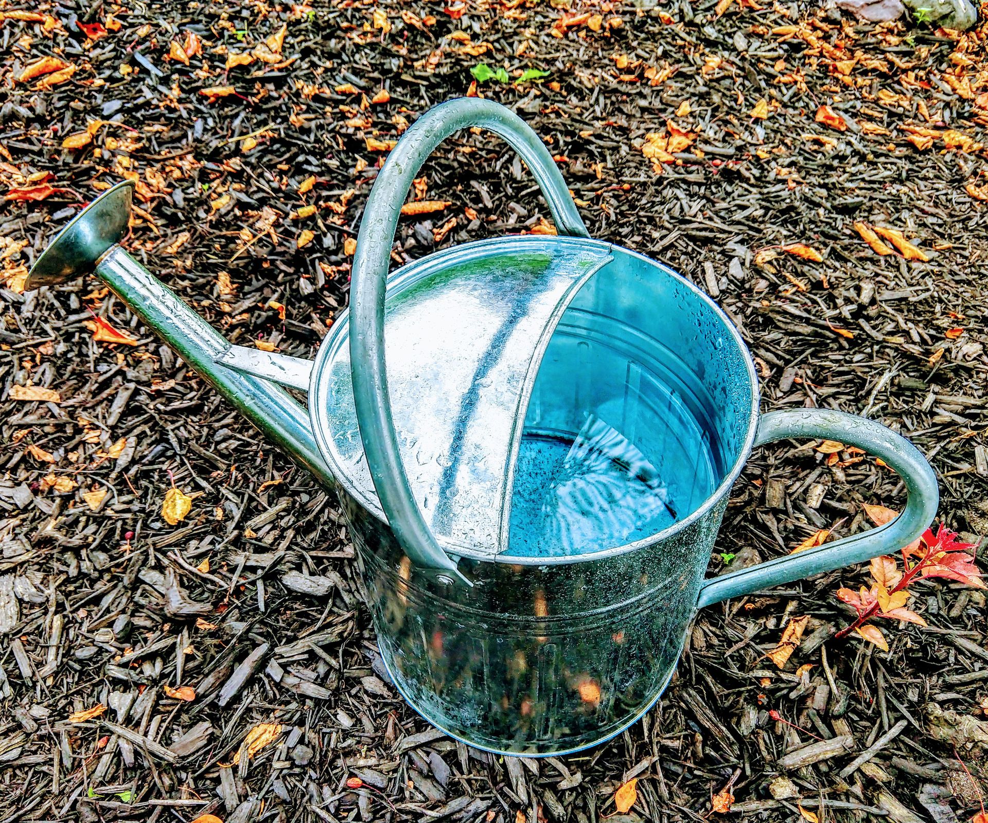 silver vintage watering can sitting on wood chip mulch