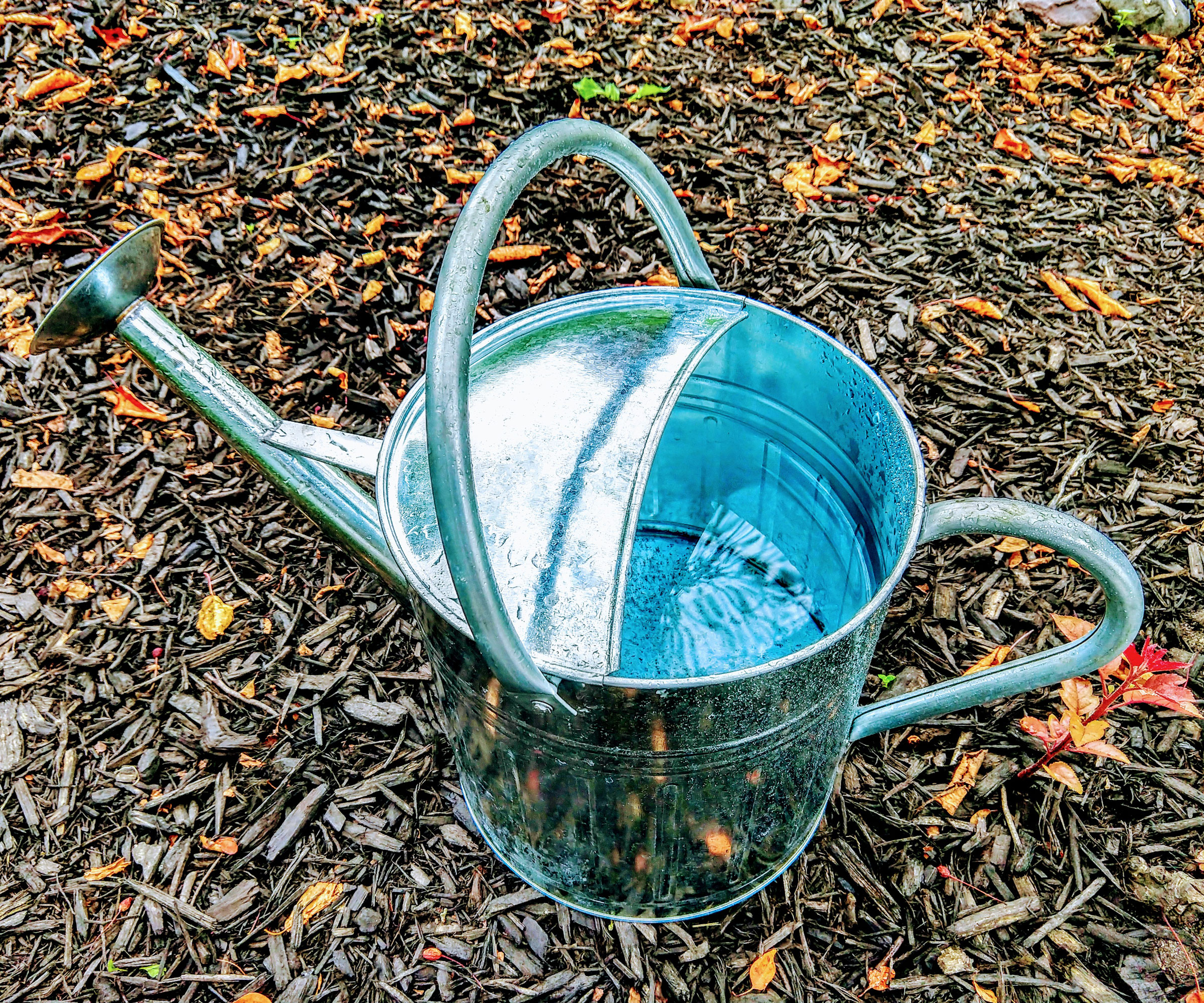 silver vintage watering can sitting on wood chip mulch