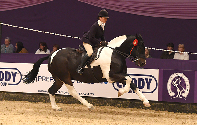 Hayley Sankey riding THE LIFE OF RILEY owned by Hayley Sankey, Champion in the Coloured Horse &amp;amp; Pony of the Year Championship during HOYS in the NEC in Warwickshire in the UK on 9th October 2016