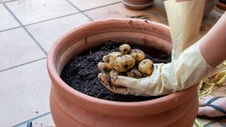 Potatoes grown in a pot