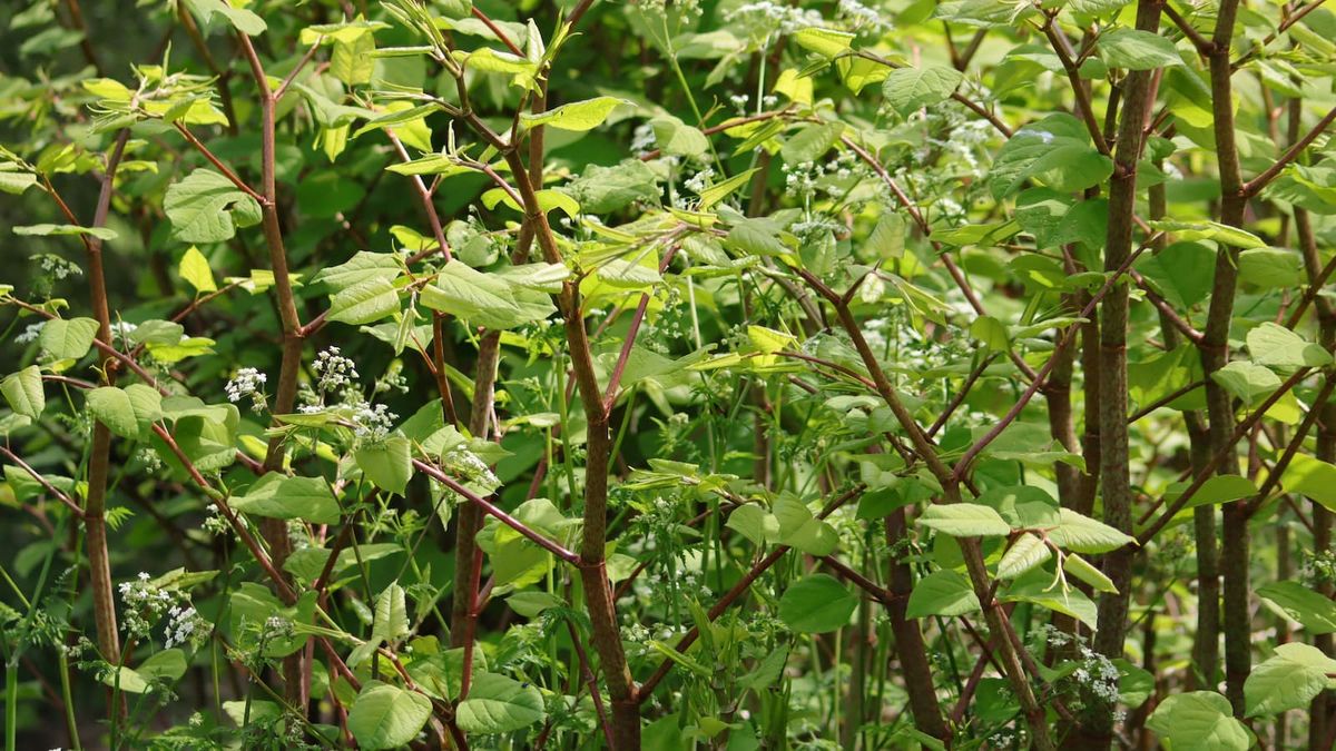 Japanese knotweed growing in a garden