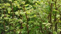 Japanese knotweed growing in a garden