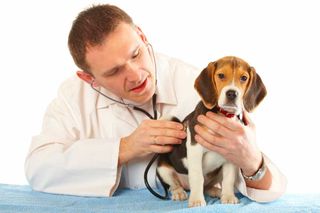 Vet with beagle puppy