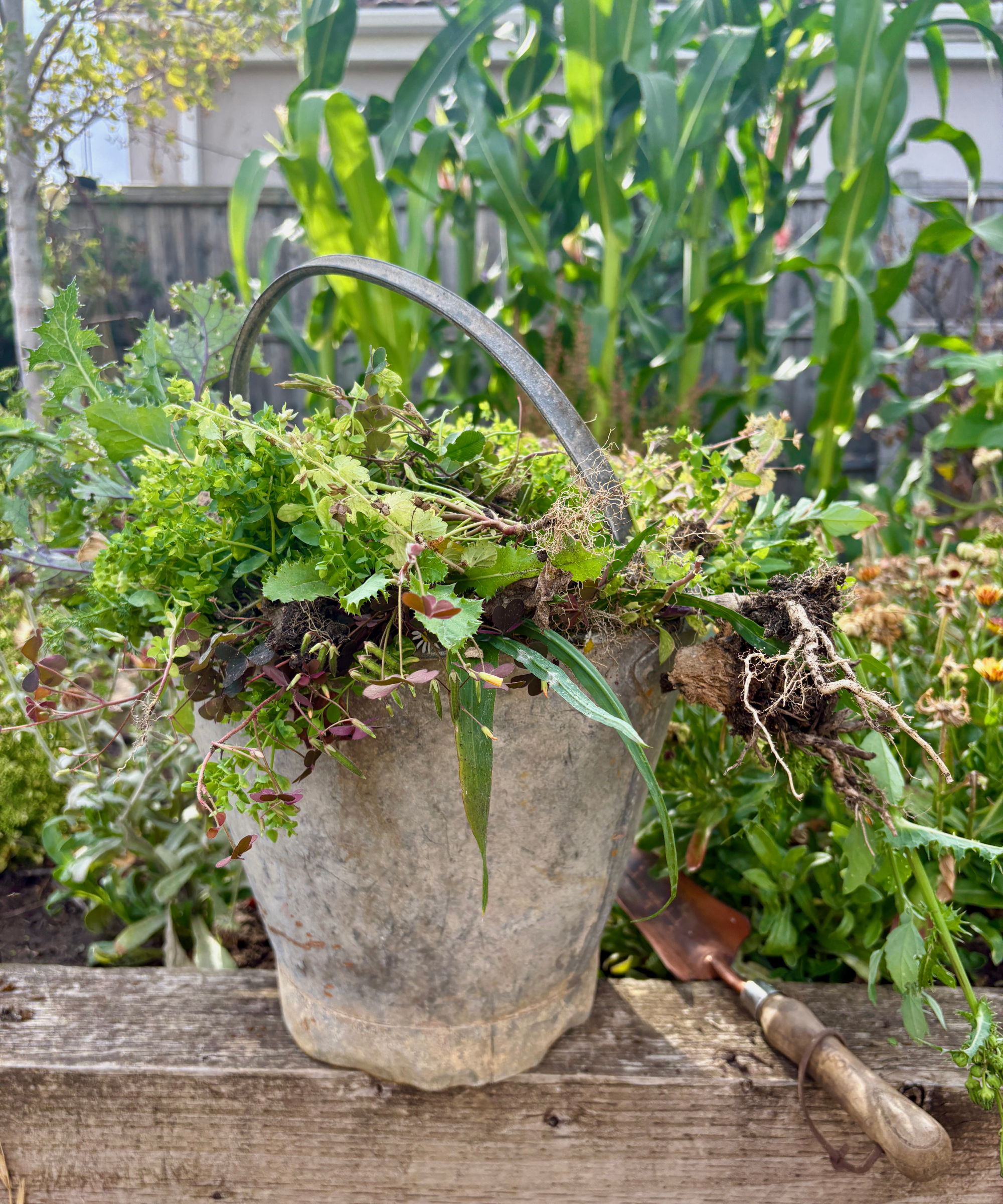 Bucket of weeds