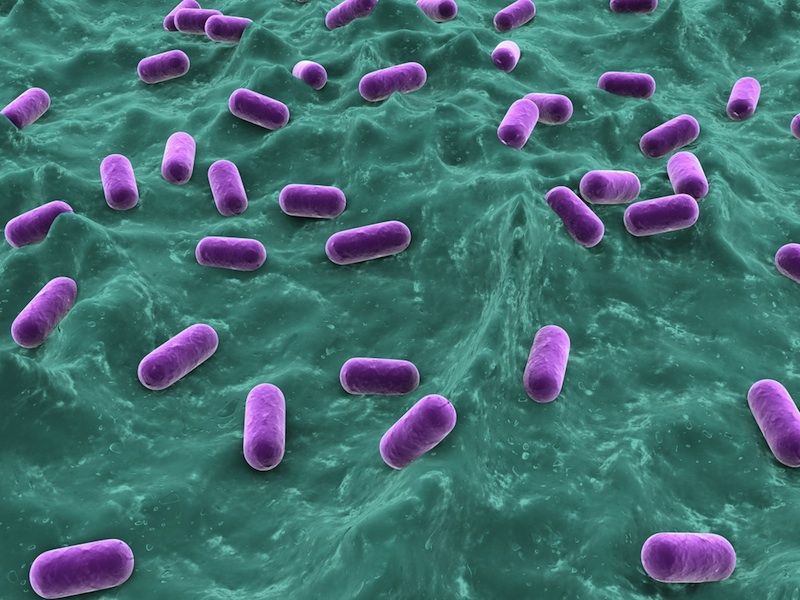 Rod-shaped Lactobacillus.