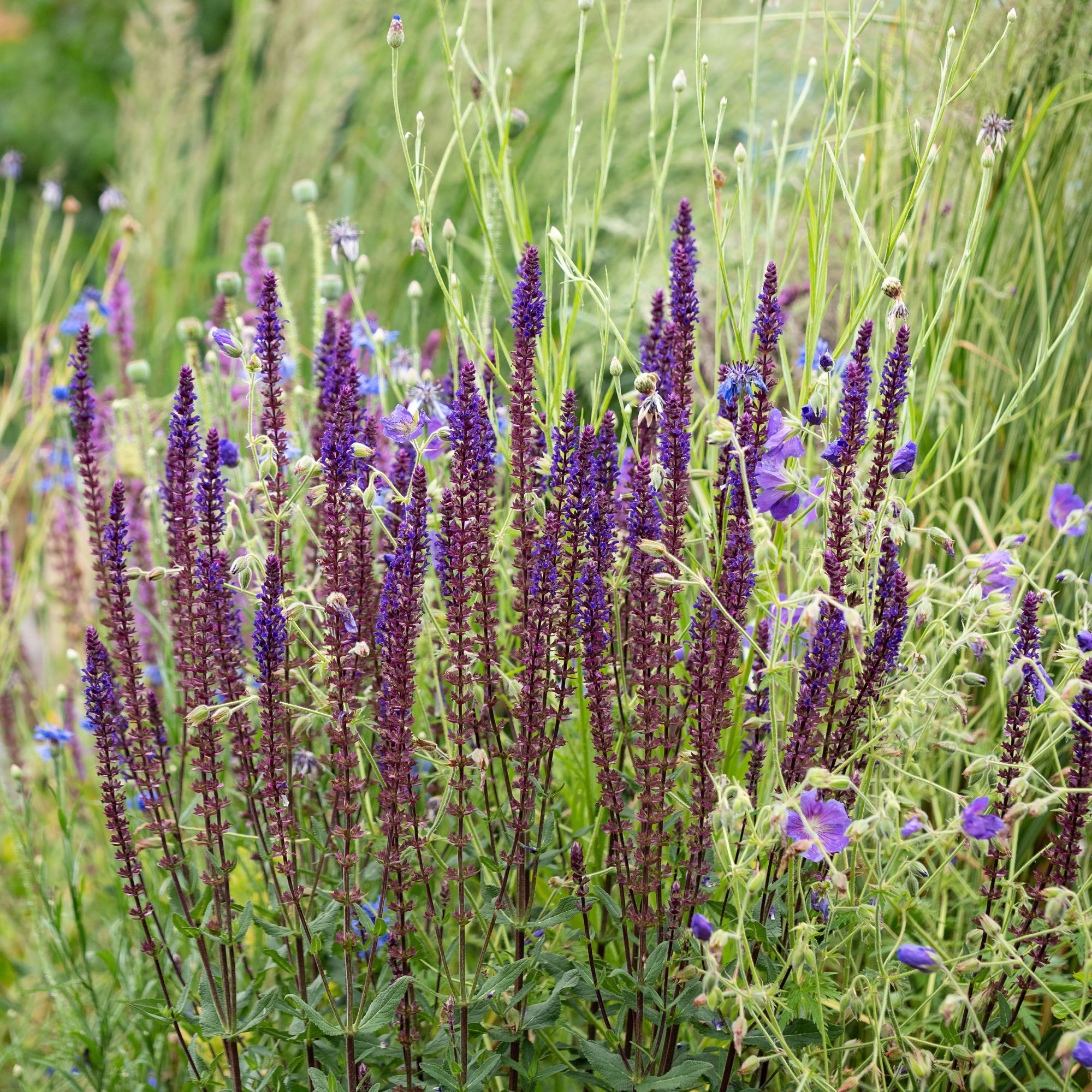 Salvia nemorosa 'Caradonna' growing in garden