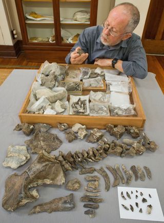 R. Ewan Fordyce studies the remains of the ancient whale, including its skull, teeth and vertebrae.