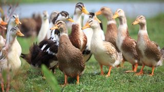 Group of ducks on the farm