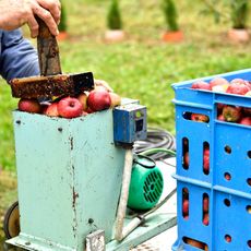 farmer using machine to crush apples and make fresh apple cider 