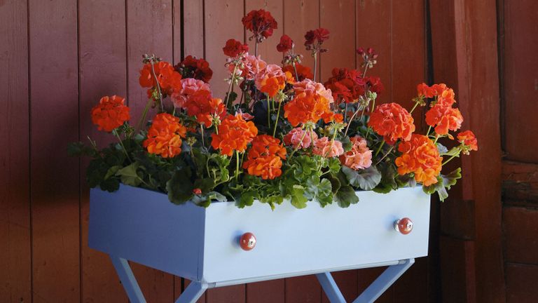 An upcycled set of drawers turned into planter box ideas