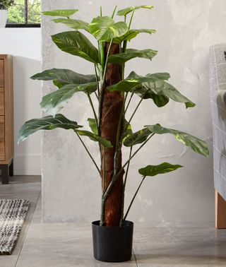 green plant in pot of a room with white walls and tiled flooring
