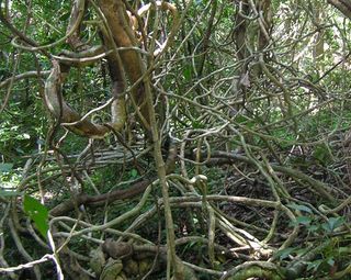 lianas, woody vines, kudzu, tropical forests, tropical rainforests, amazon, invasive species