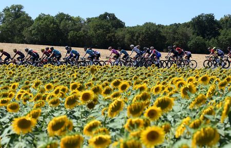 Tour de France sunflowers