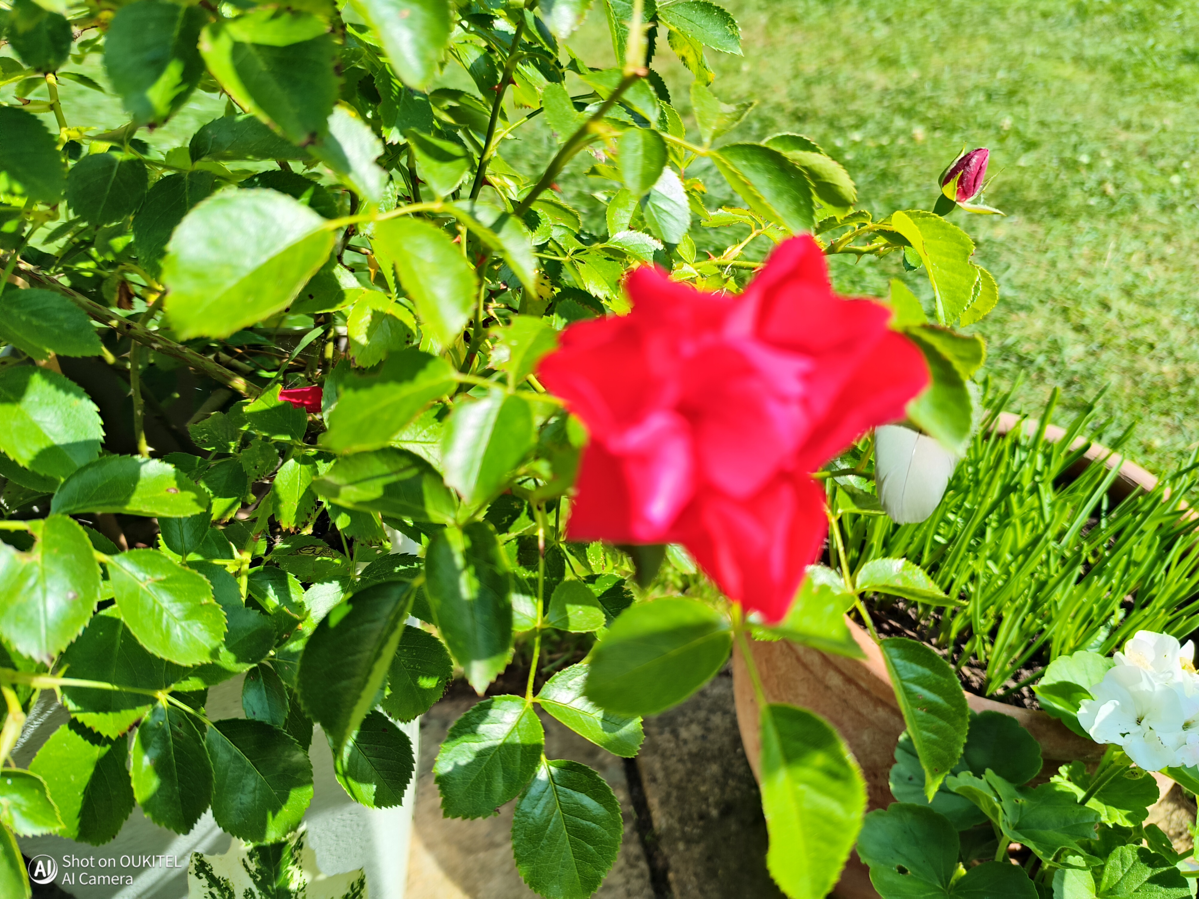 Oukitel WP210 Photo Examples