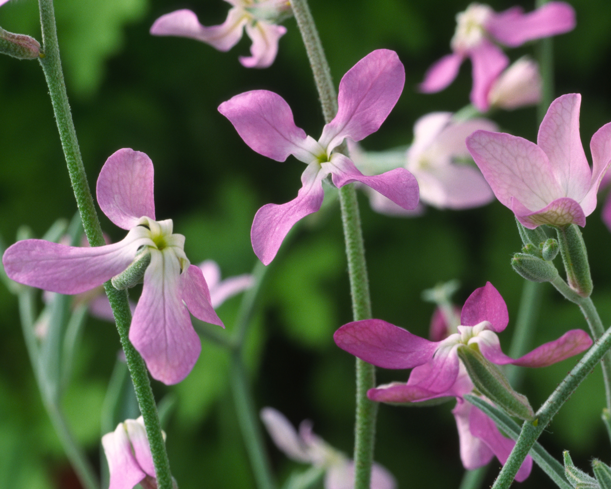 Matthiola longipetala ssp. bicornis. Night scented stock.