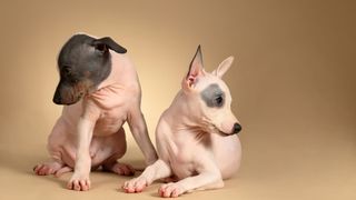 Two American hairless terriers sitting and standing side by side