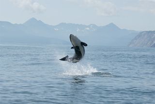 A young orca jumping from the water against the volcanic backdrop of Avacha Gulf, Kamchatka.