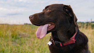 Dog sticking tongue out