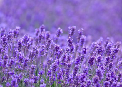 How to grow lavender: in borders, dry gardens and containers | Homes ...