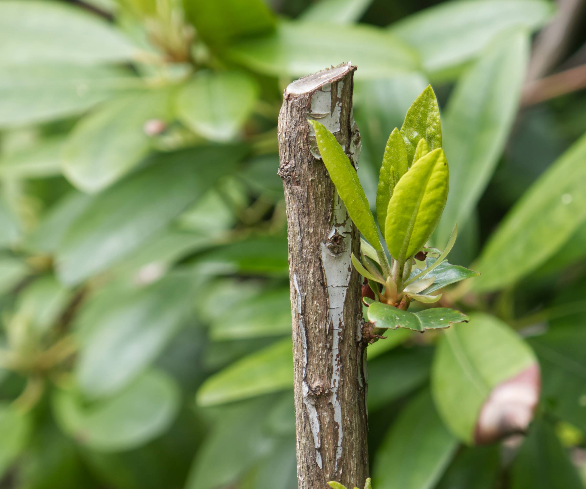 New growth emerging from a pruned rhododendron stem