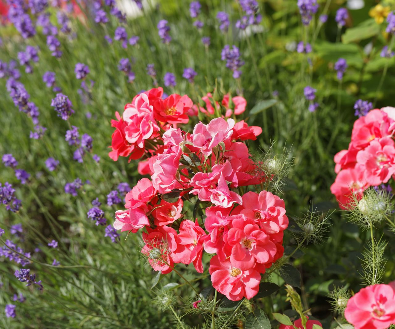 Rose companion plants expert tips for what to plant Homes & Gardens