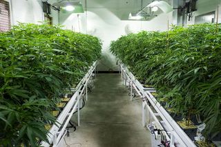 Cannabis plants grow at a medical marijuana cultivation facility in Johnstown, New York, on Aug. 19, 2016.