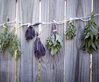 Purple and green bunches of basil hanging to dry on a wooden fence