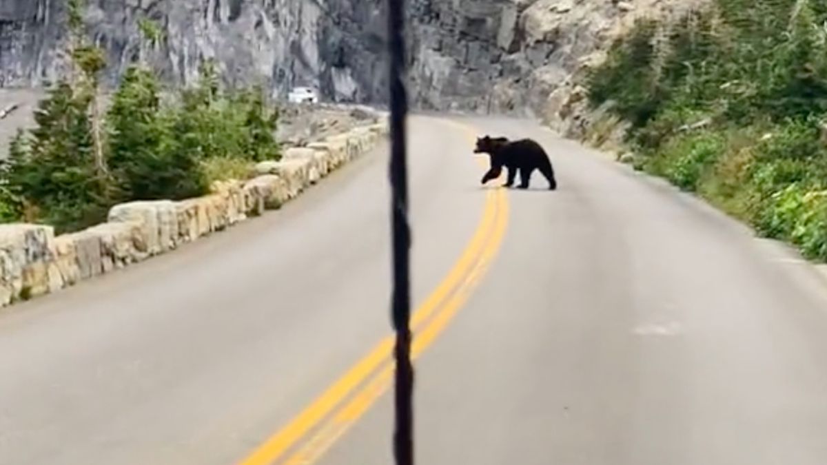 Watch unaware hikers and a bear on an intercept course in Montana
