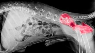 hip dysplasia in dogs