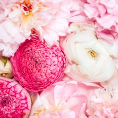 Gentle pink peonies and ranunculus. 