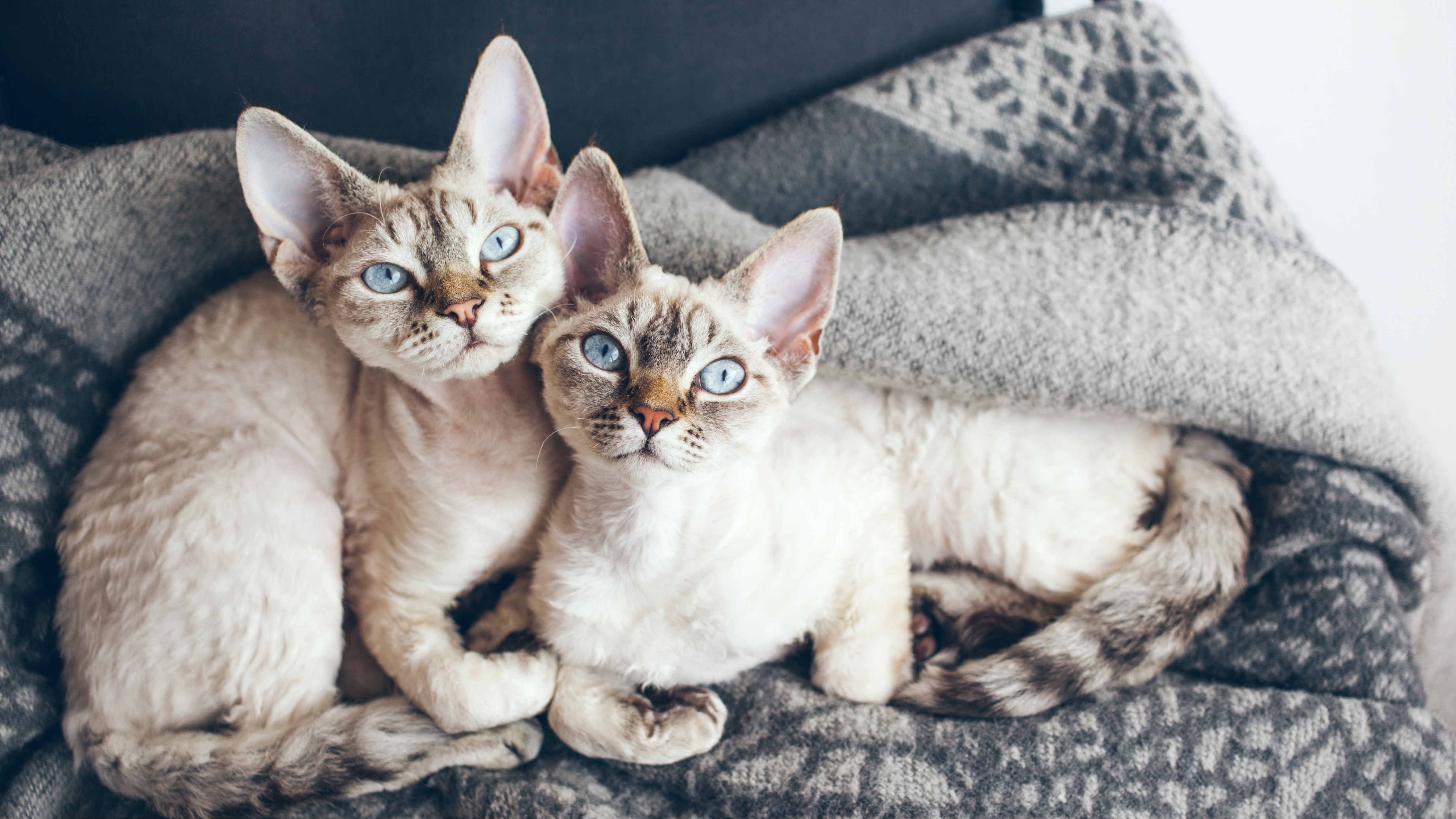 Two Devon Rex cats curled up together