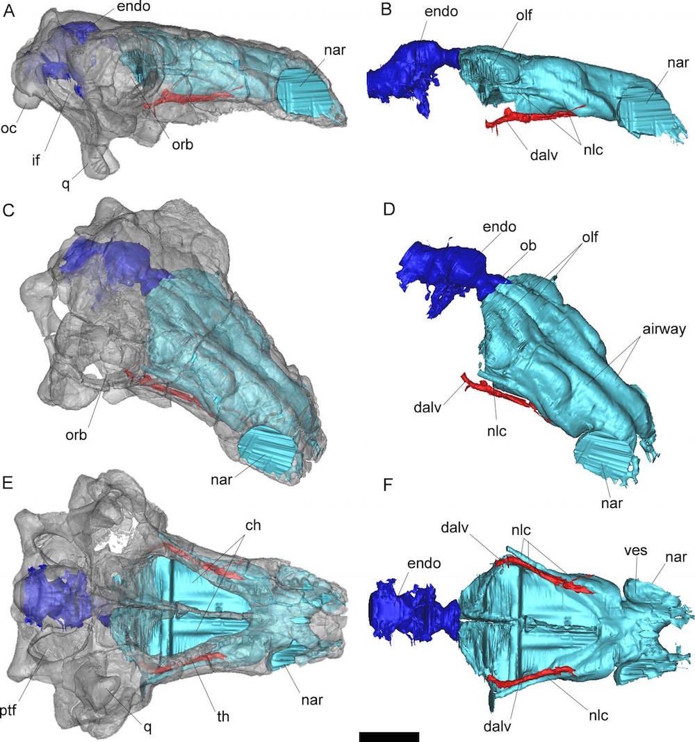 Dino Senses: Ankylosaurus Cousin Had a Super Sniffer | Live Science