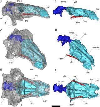 A first ever 3D computed tomography (CT) scan of the dinosaur Pawpawsaurus campbelli. The endocranial cavity is shown in dark blue, and the nasal cavities in light blue.