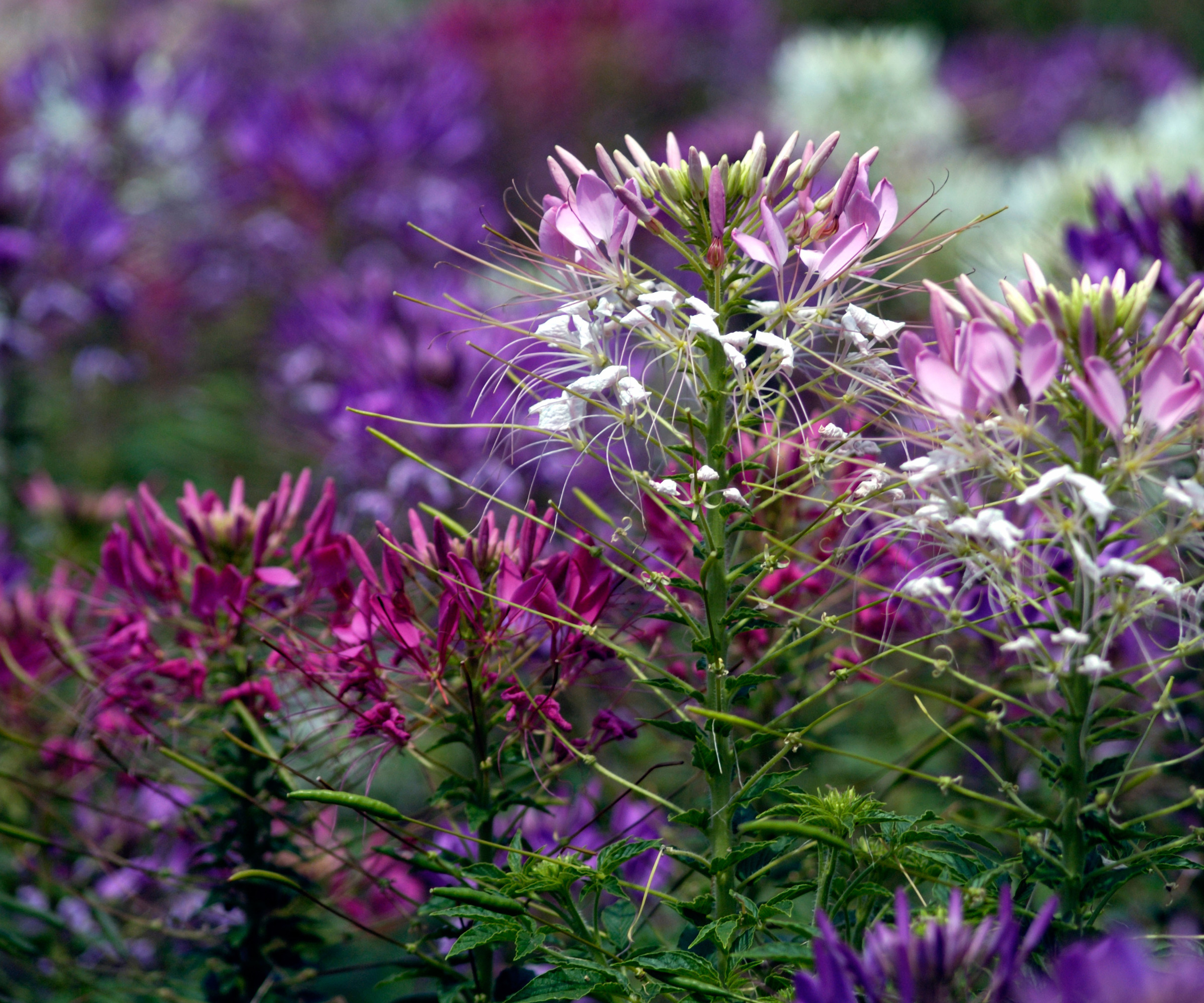Close up of Rocky Mountain bee plant (Cleome Serrulata) with pink and purple flowers