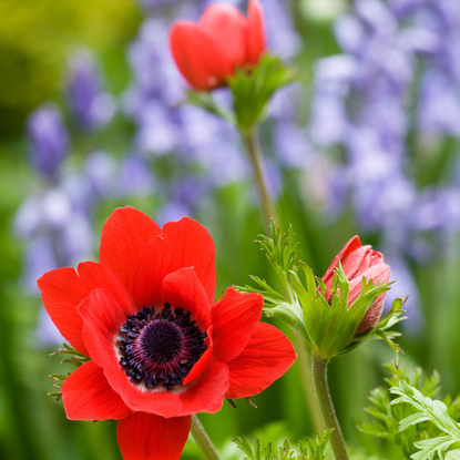 Anemone coronaria amongst bluebells
