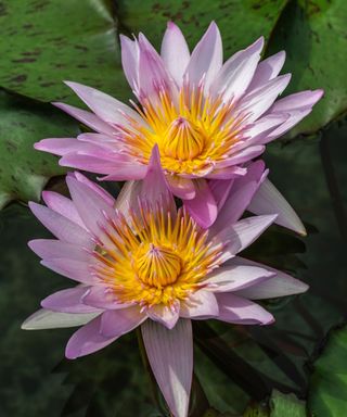 Nelumbo nucifera, the sacred lotus, with pink flower petals and a golden yellow centre in a pond