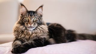 close up of a Maine coon cat