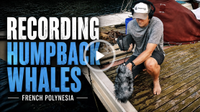 Nature sound recordist Thomas Rex Beverly captures the songs of humpback whales. Armed with a set of Sennheiser HD 300 PROtect headphones, MKH 8020 microphones, and a bespoke 3D hydrophone array.