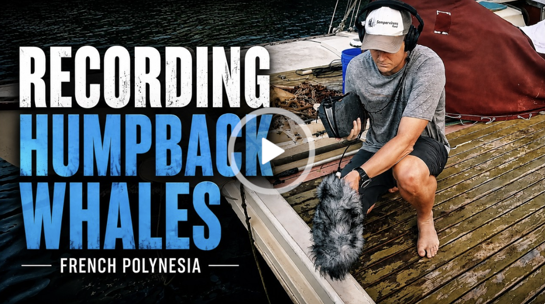 Nature sound recordist Thomas Rex Beverly captures the songs of humpback whales. Armed with a set of Sennheiser HD 300 PROtect headphones, MKH 8020 microphones, and a bespoke 3D hydrophone array.