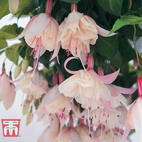 Fuchsia 'Happy Wedding Day' from Thompson &amp; Morgan