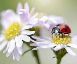 ladybug on a daisy flower