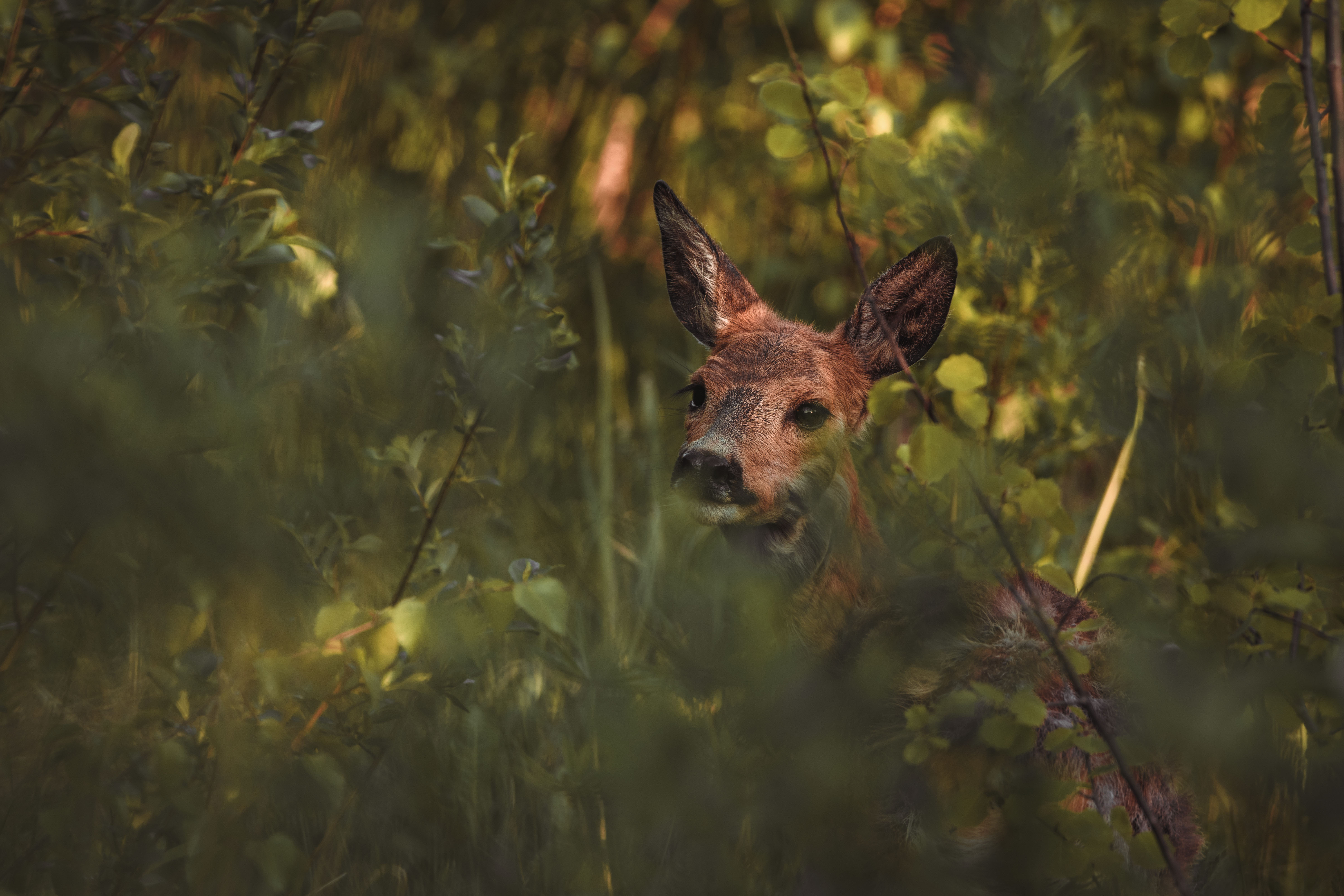 A juvenile walks among the bush on a beautiful summer day in southern Finland