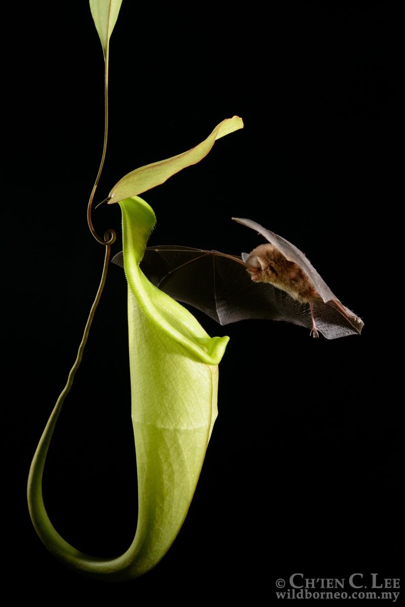 A bat approaches the pitcher plant &lt;em&gt;Nepenthes hemsleyana&lt;/em&gt; in the peat forests of Borneo.