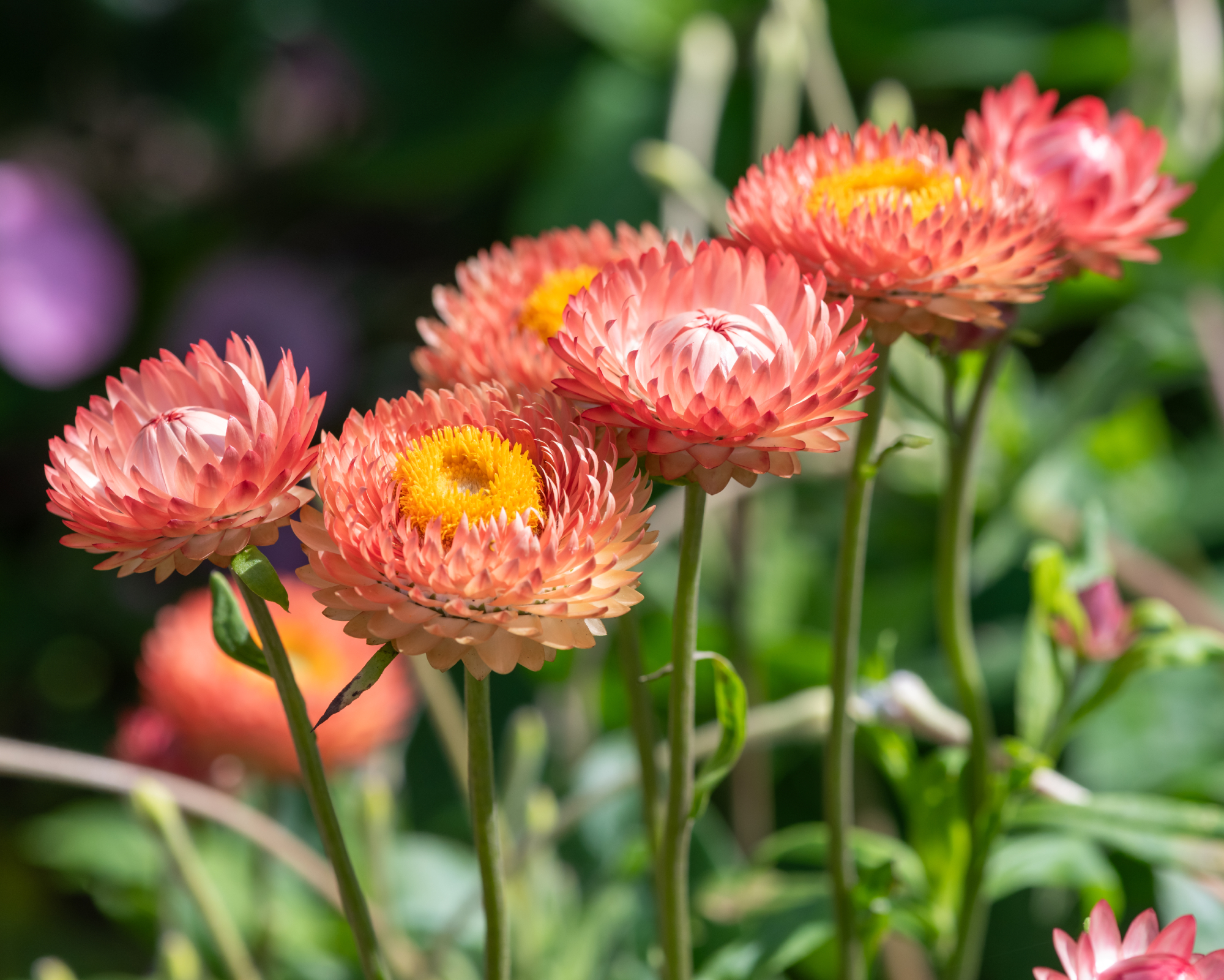 Close up of pink strawflowers (xerochrysum bracteatum) in bloom