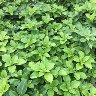 Japanese spurge or pachysandra growing in garden as ground cover plant to prevent weeds