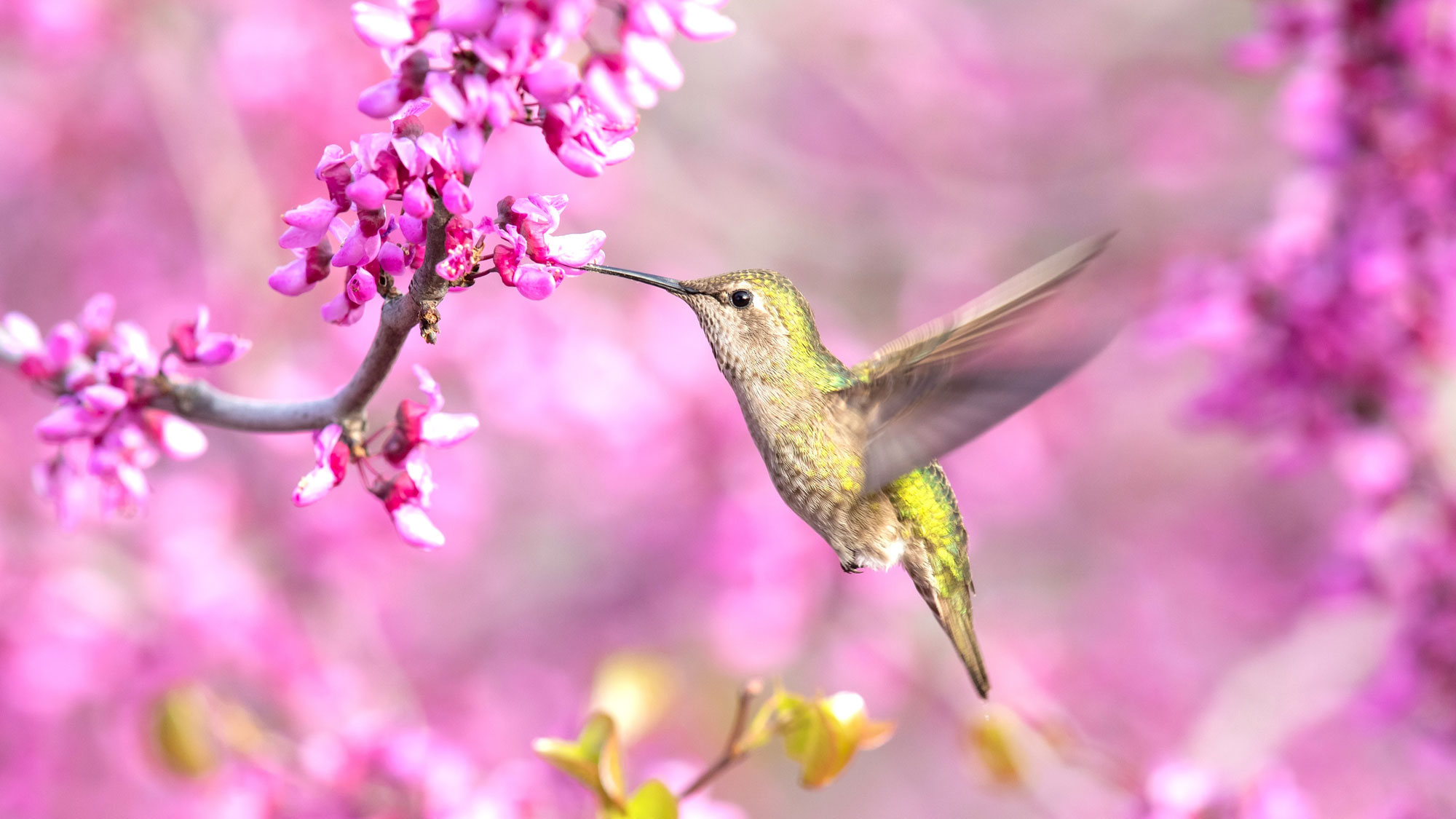 green hummingbird hovering near pink flowers