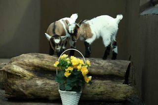 Twin African pygmy goat kids born at Belfast Zoo